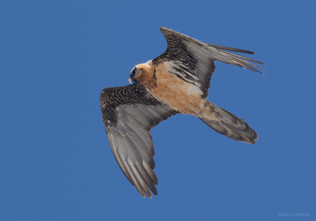 Bearded Vulture - Hugo Schweke