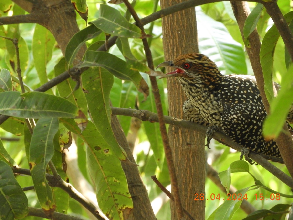 Asian Koel - Sharad Apte