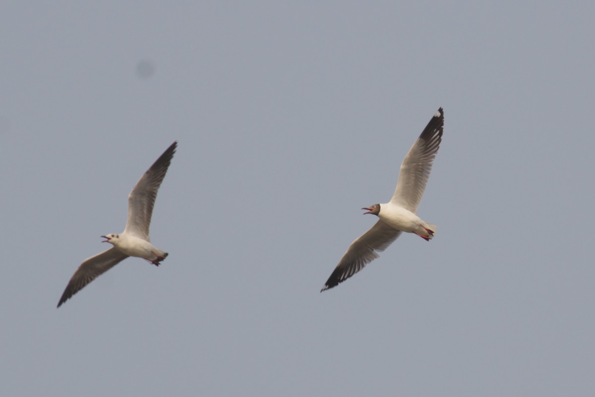 Brown-headed Gull - Ankita Walke