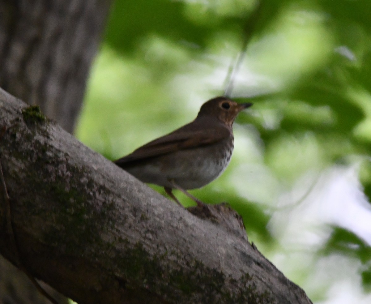 Swainson's Thrush - ML618088216