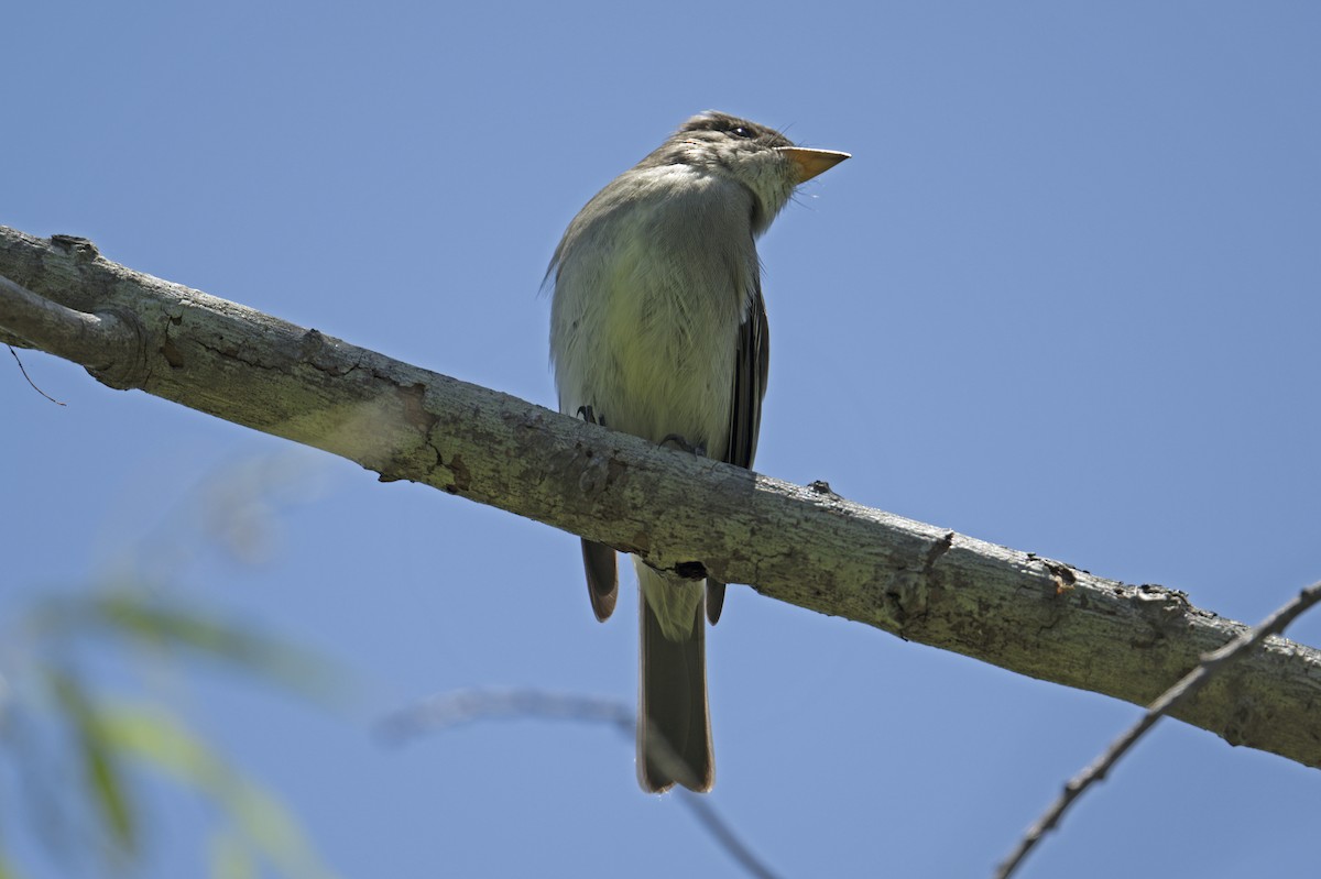 Eastern Wood-Pewee - Neil Earnest