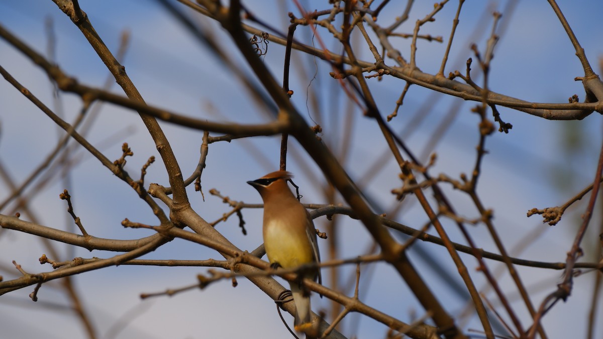 Cedar Waxwing - James Rodgers