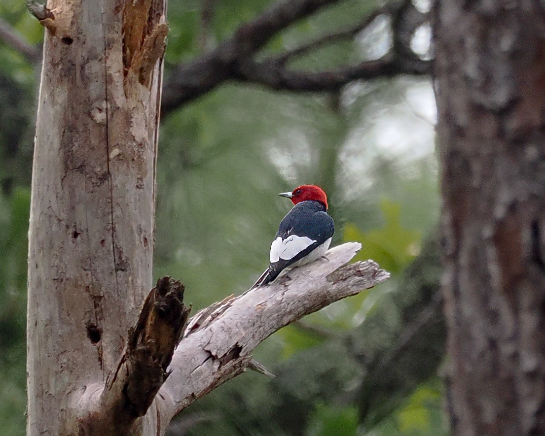 Red-headed Woodpecker - Amy Koch