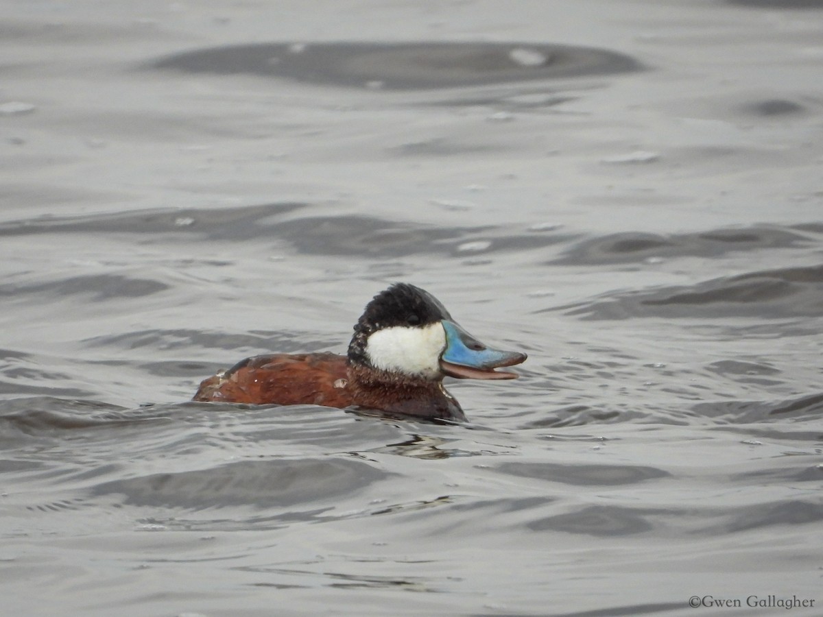 Ruddy Duck - ML618088252