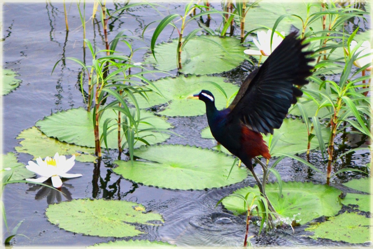 Bronze-winged Jacana - ML618088254