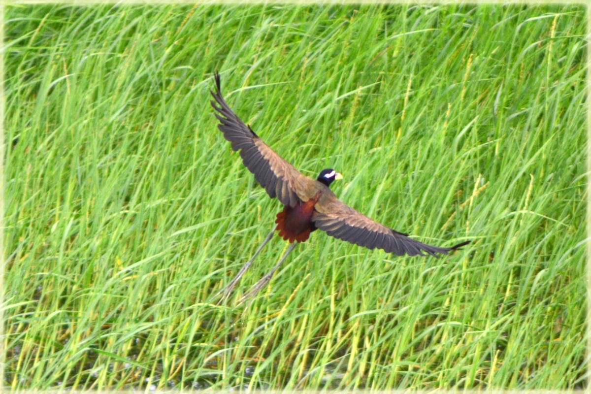Bronze-winged Jacana - ML618088255