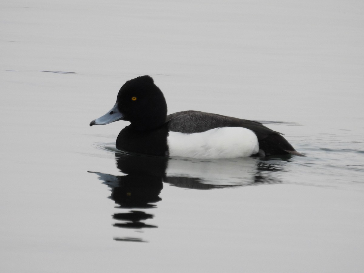 Tufted Duck x scaup sp. (hybrid) - ML618088258