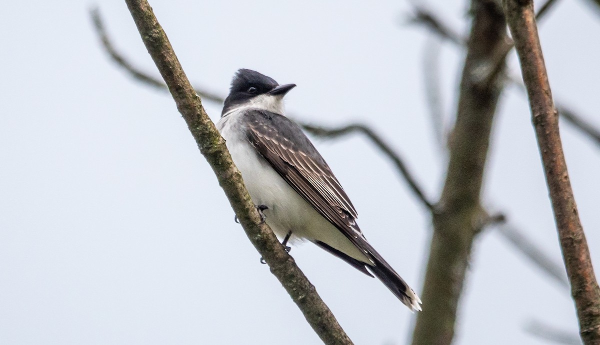 Eastern Kingbird - ML618088259