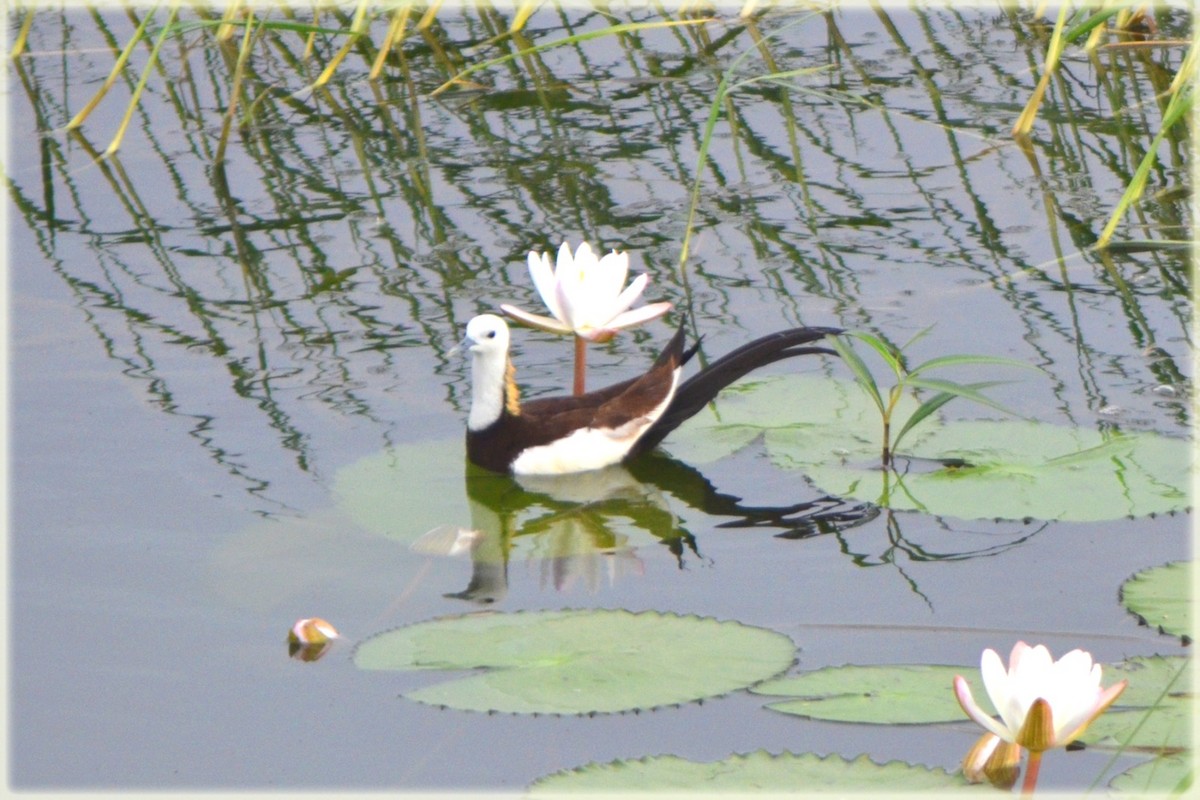 Pheasant-tailed Jacana - ML618088265