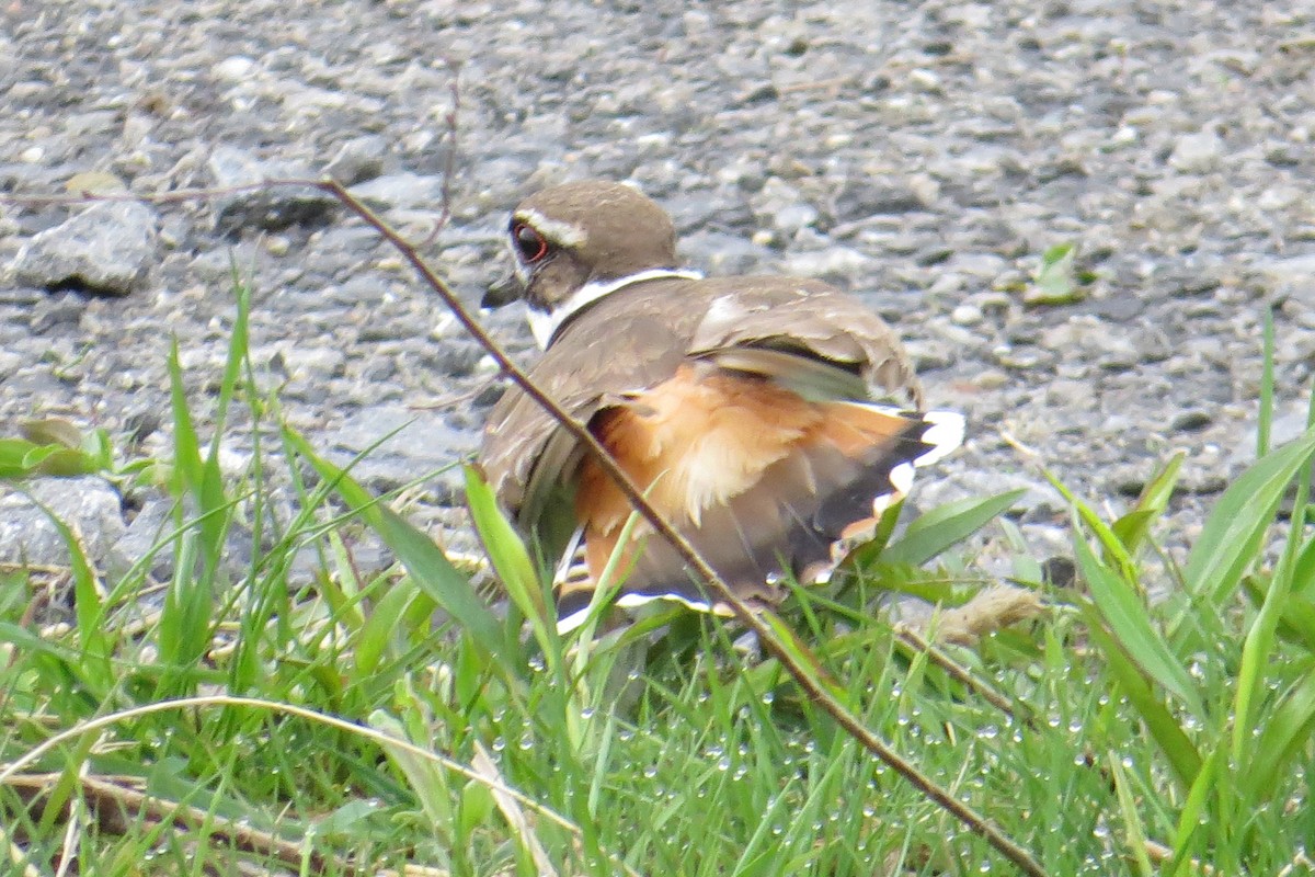 Killdeer - ML618088272