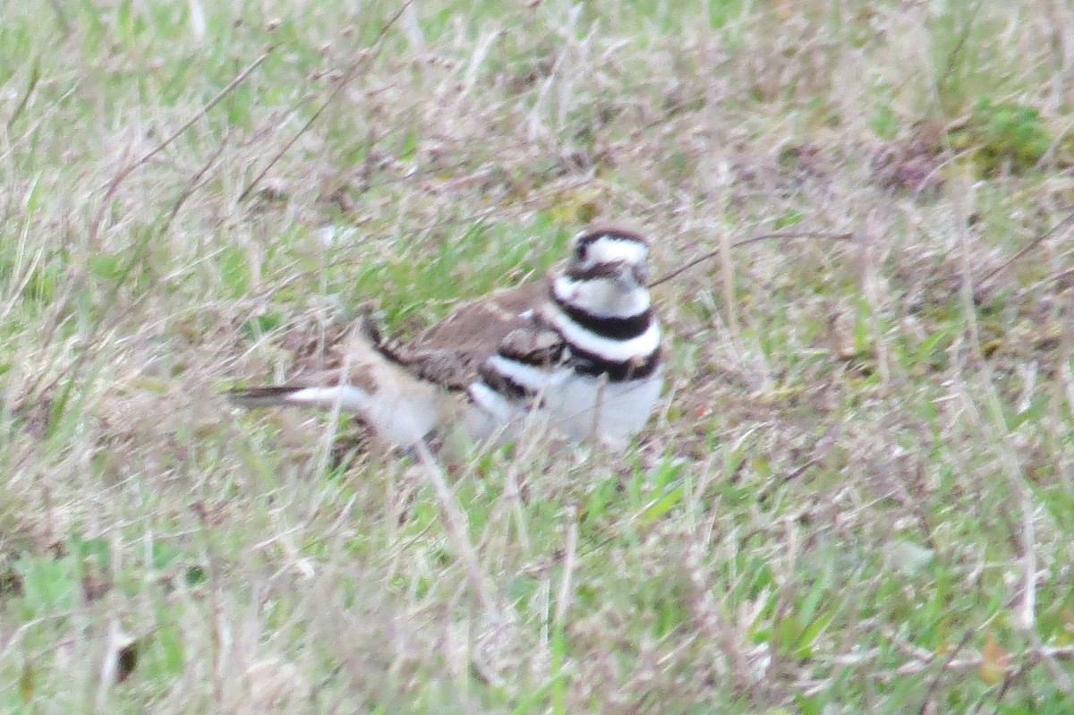 Killdeer - ML618088273