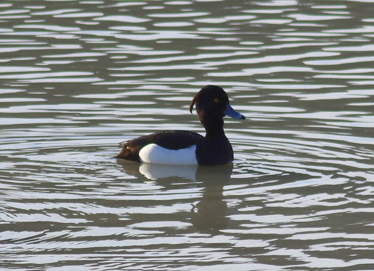 Tufted Duck - ML618088284