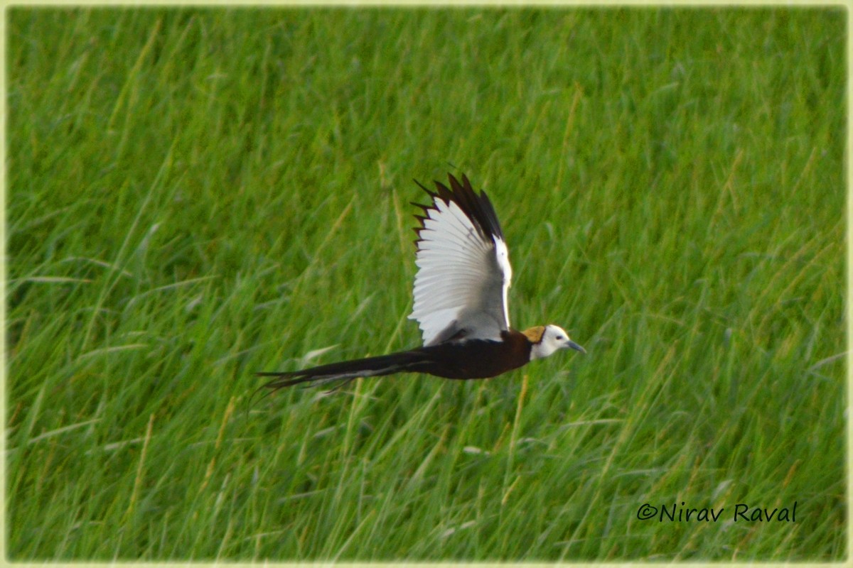 Pheasant-tailed Jacana - ML618088287