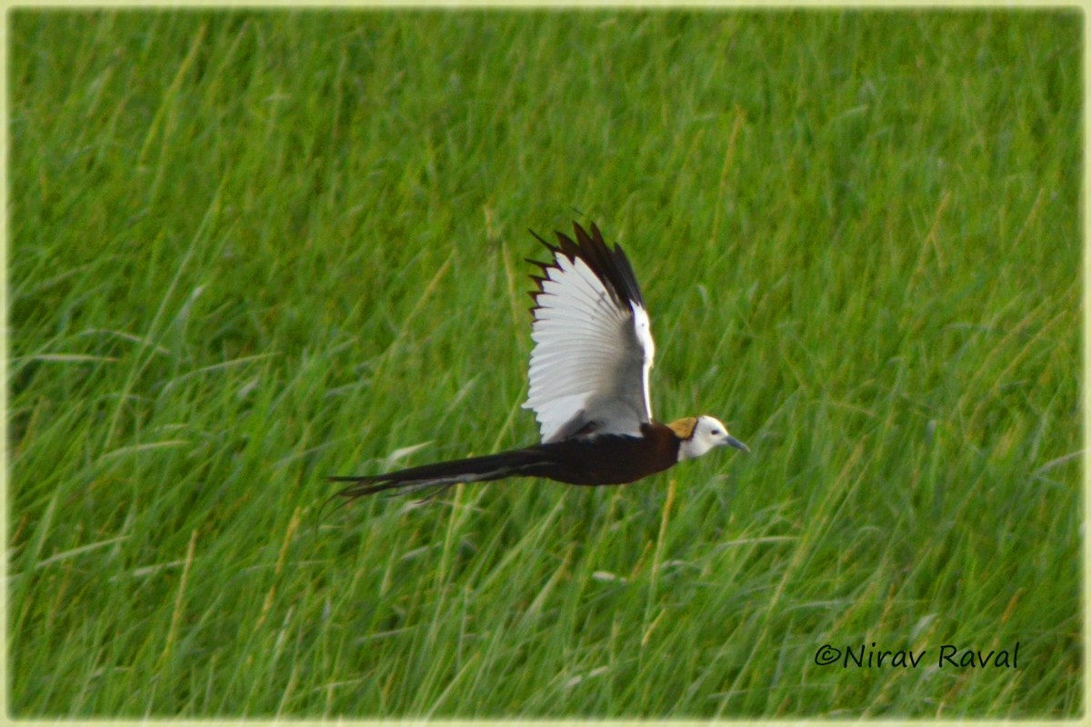 Pheasant-tailed Jacana - ML618088287