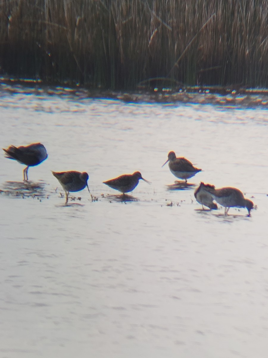 Short-billed Dowitcher - ML618088301