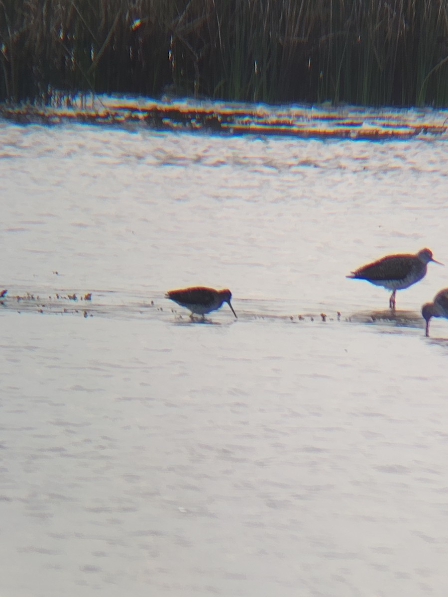 Short-billed Dowitcher - Brandon Reed