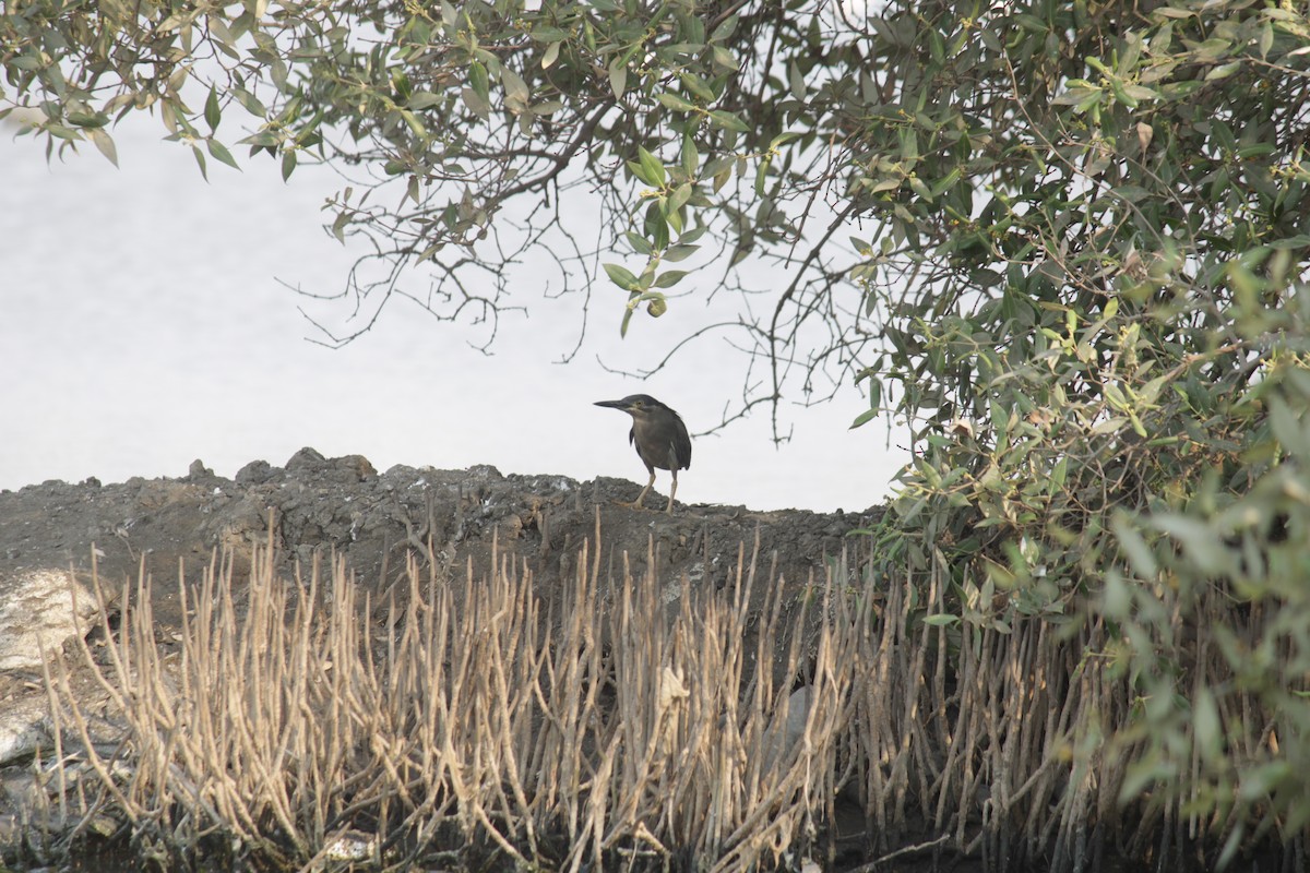 Striated Heron - Ankita Walke