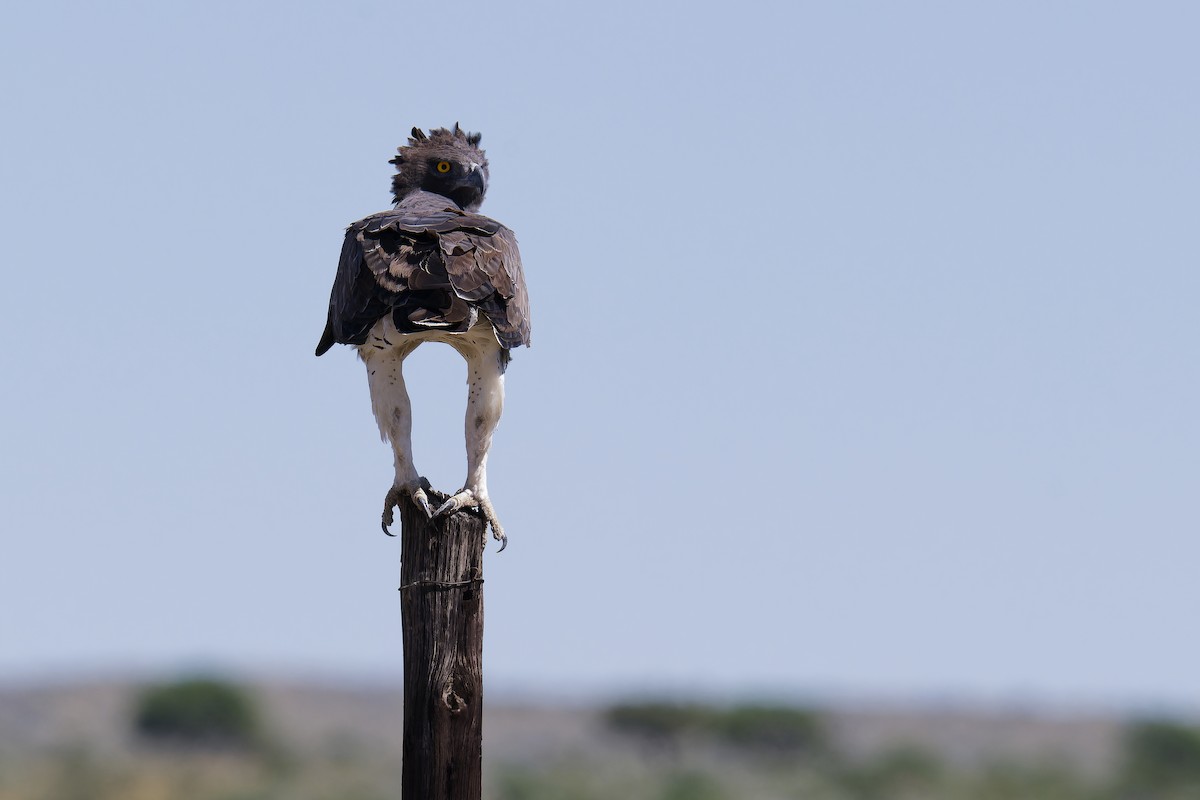 Martial Eagle - Paul Maury