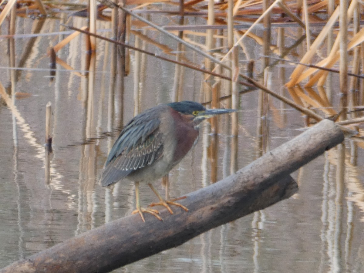 Green Heron - ML618088333