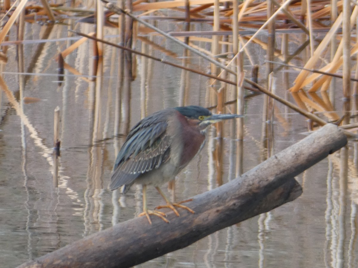 Green Heron - ML618088341