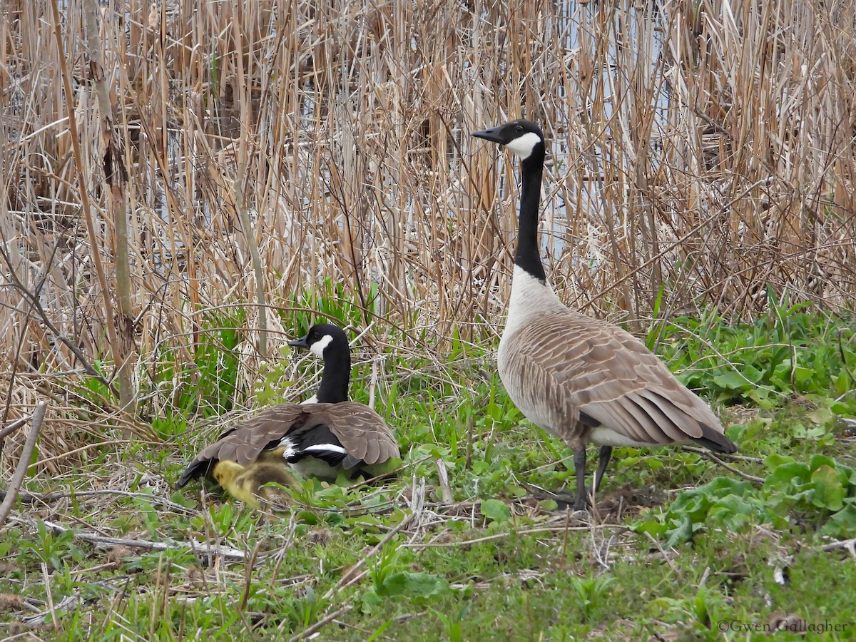 Canada Goose - Gwen Gallagher