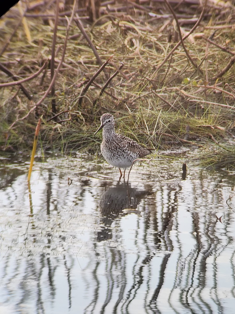 Lesser Yellowlegs - ML618088357