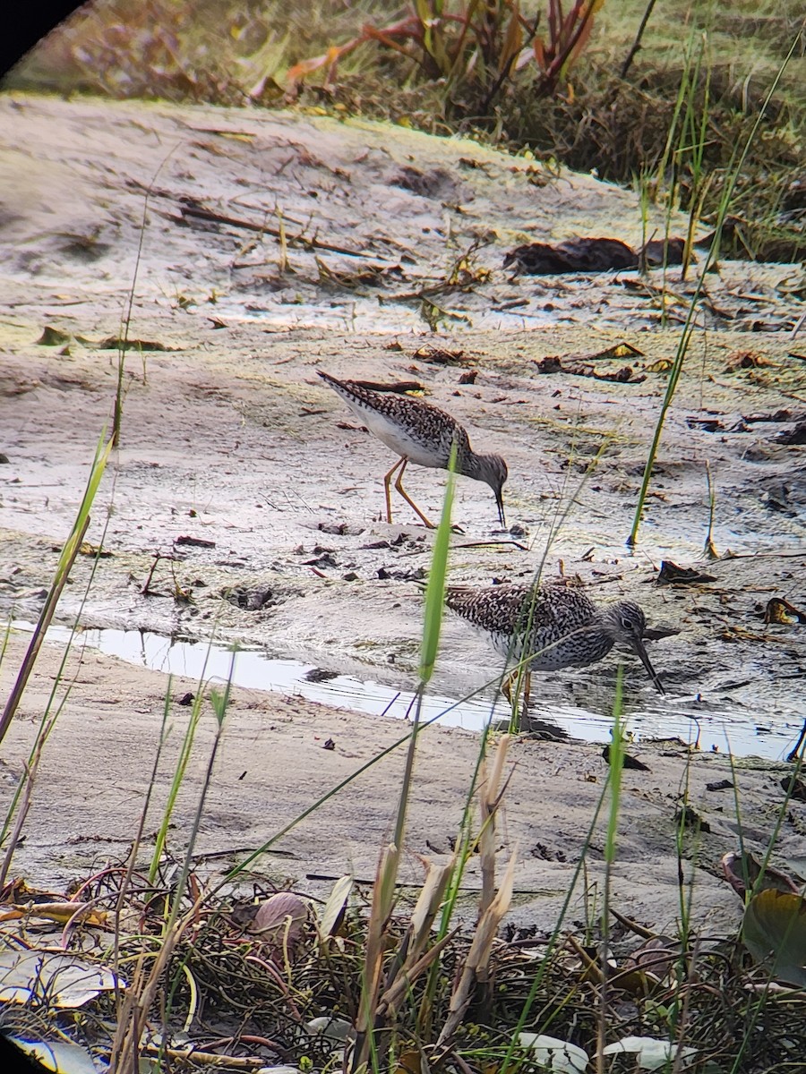 Lesser Yellowlegs - Brandon Reed