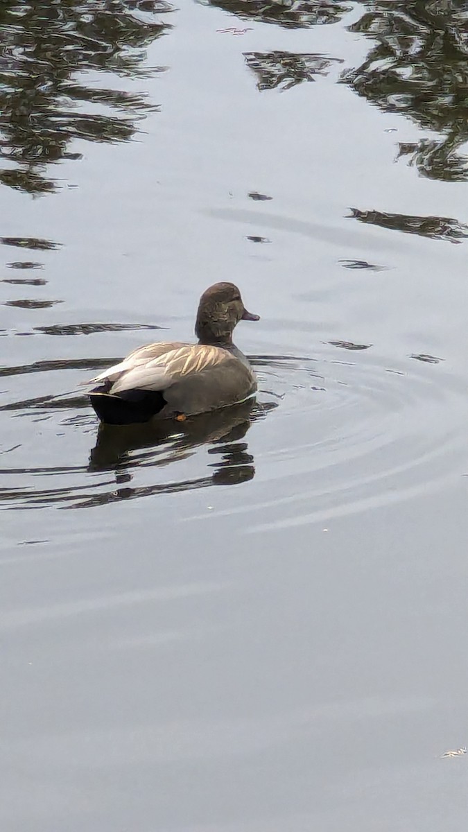 Gadwall - Anonymous