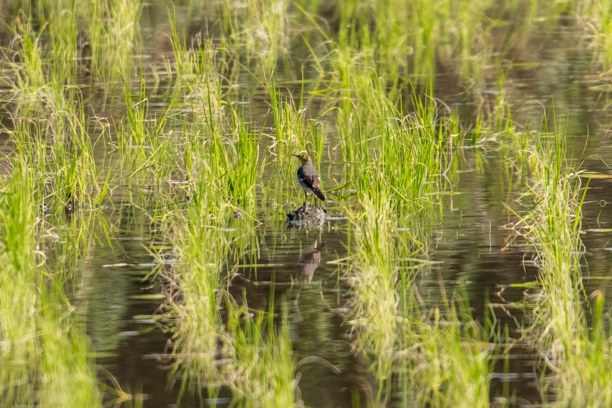 Citrine Wagtail - Dominic More O’Ferrall