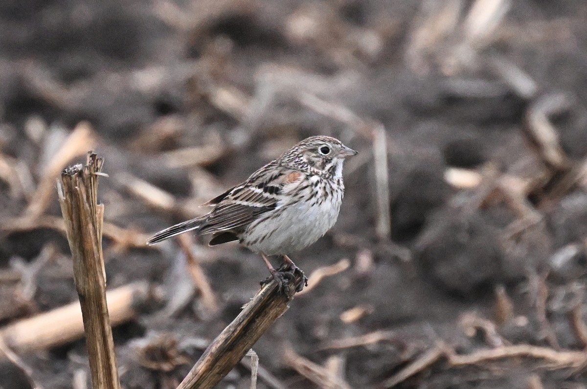 Vesper Sparrow - Andrew Longtin