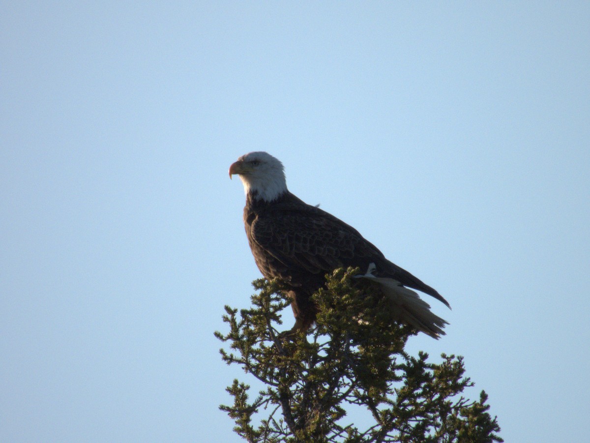 Bald Eagle - Vince Hiebert