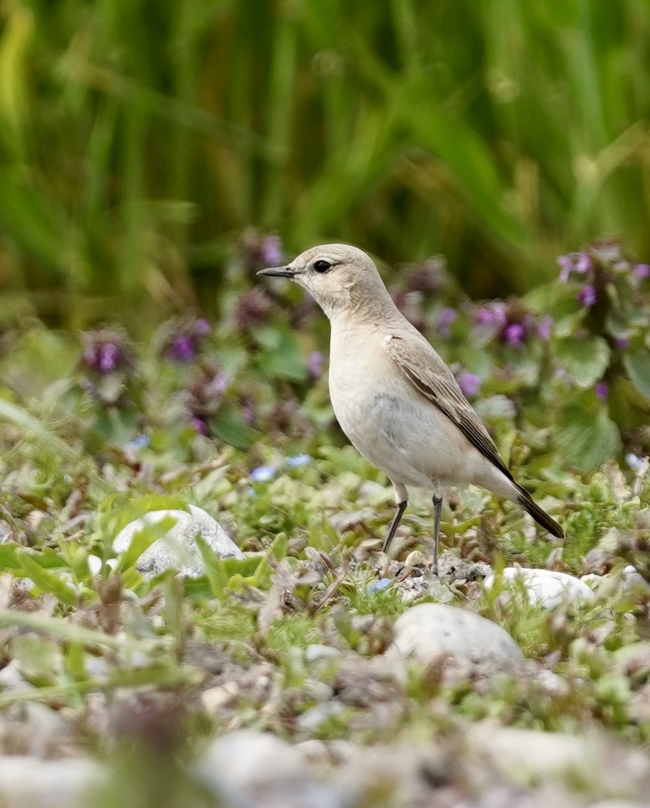 Isabelline Wheatear - Daniel Winzeler