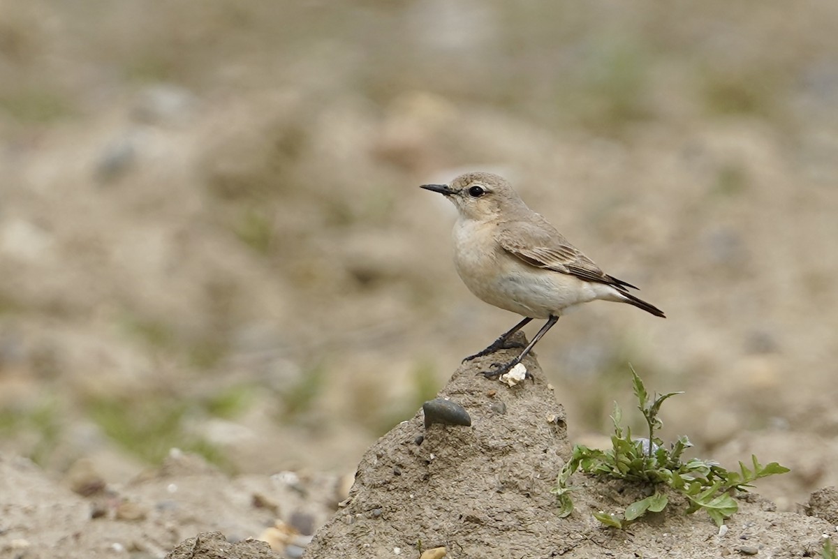 Isabelline Wheatear - ML618088455