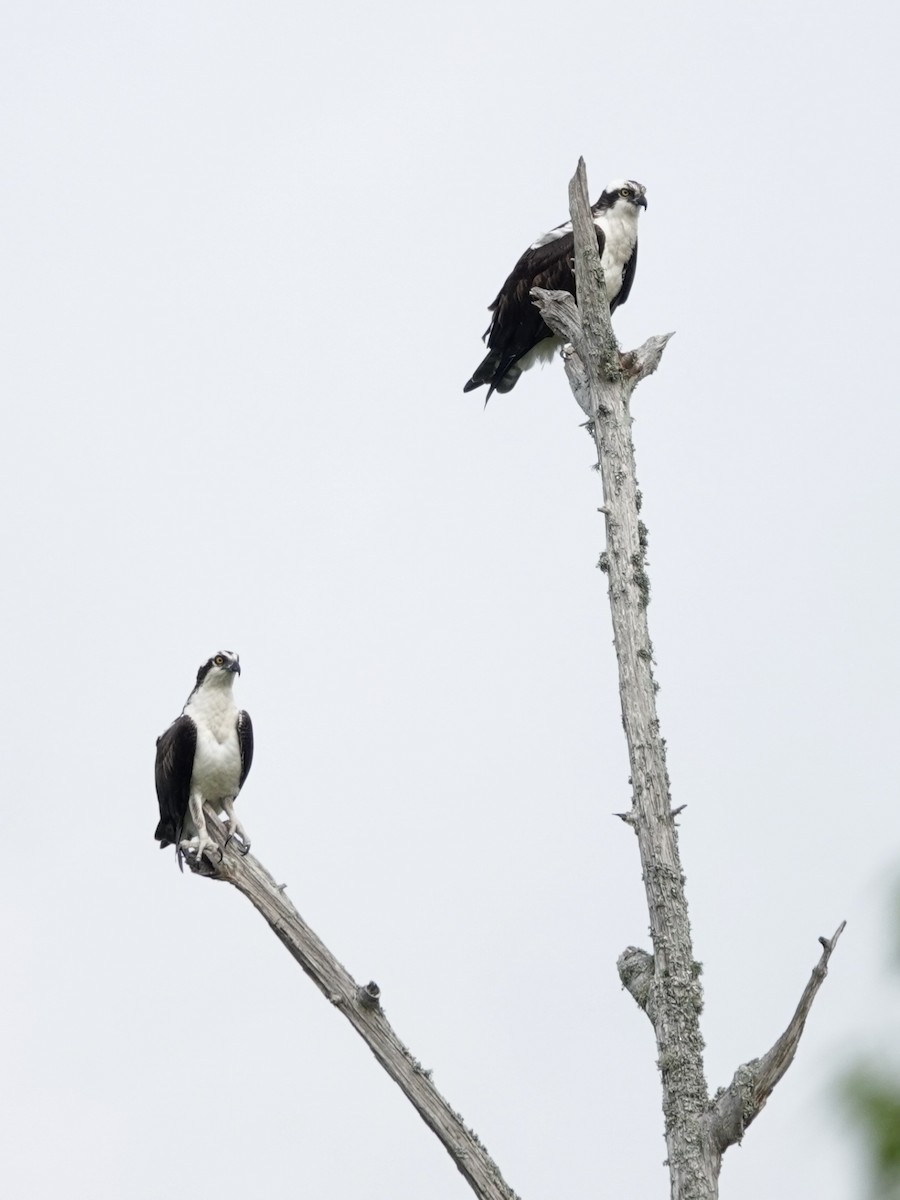 Osprey - Michael Calamari