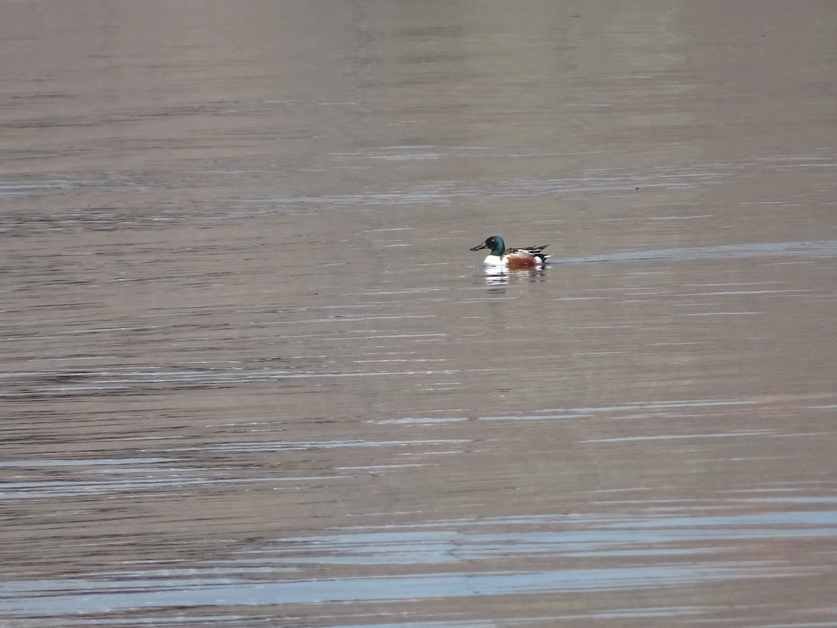 Northern Shoveler - Erika Gordon