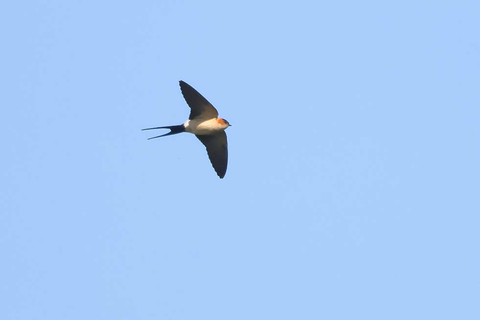 Red-rumped Swallow - Fabio Moretto