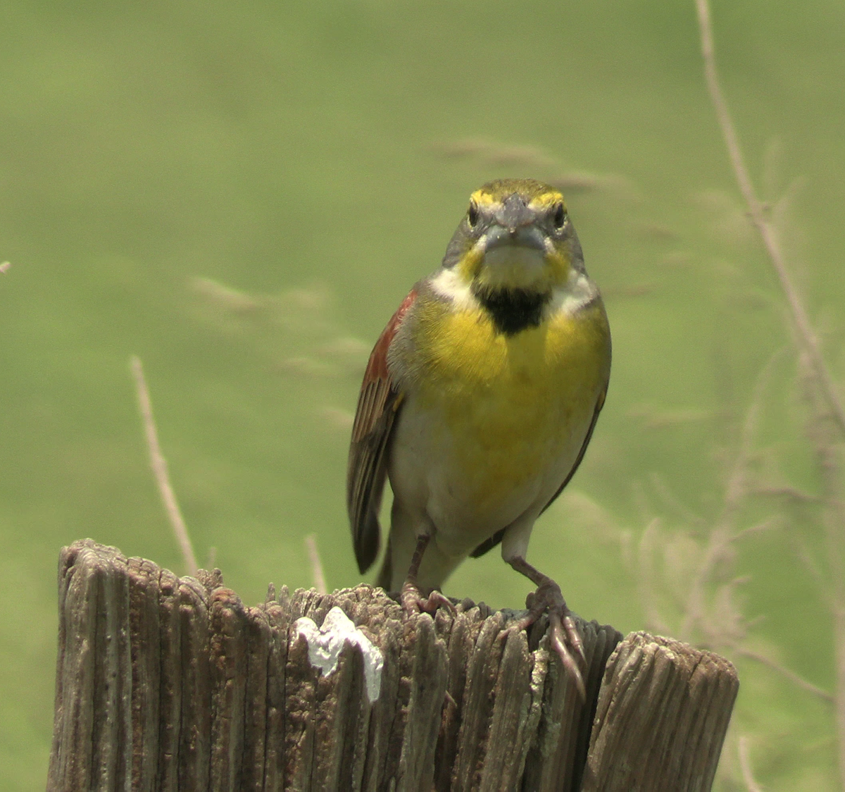 Dickcissel - Jeffrey Harris