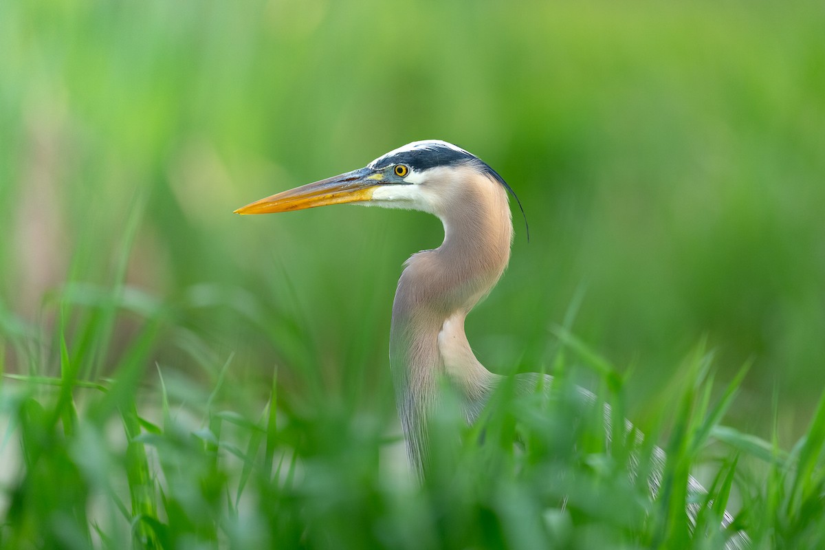 Great Blue Heron - Chandler  Roberts