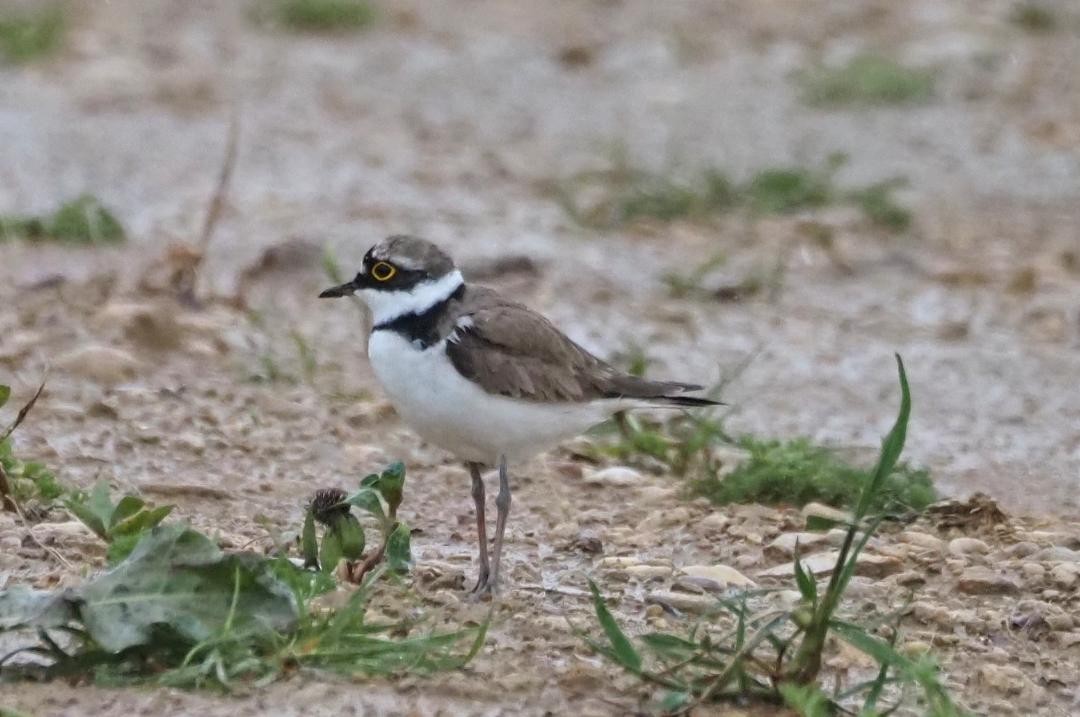 Little Ringed Plover - Ornitocampero Haritz Sarasa