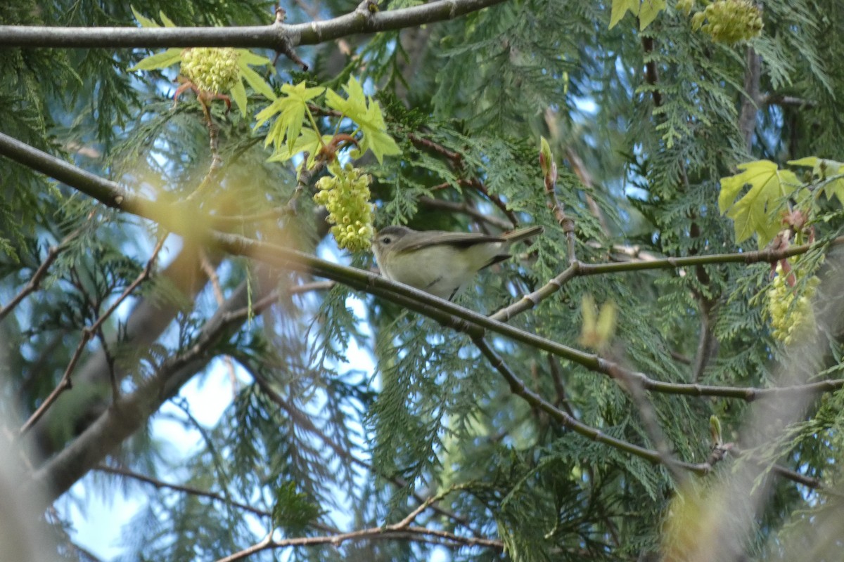 Warbling Vireo - ML618088504