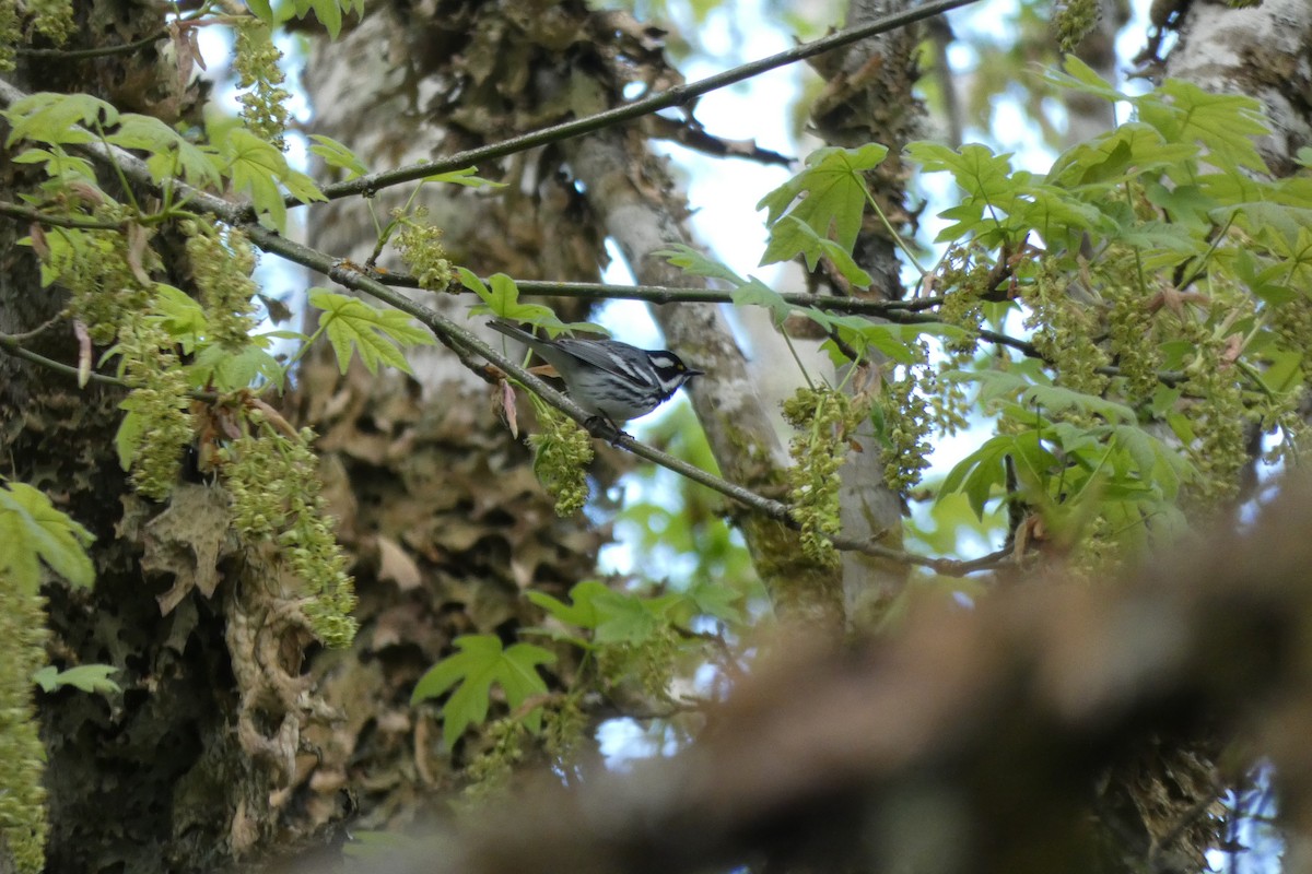 Black-throated Gray Warbler - Andrew & Karen Westerhof