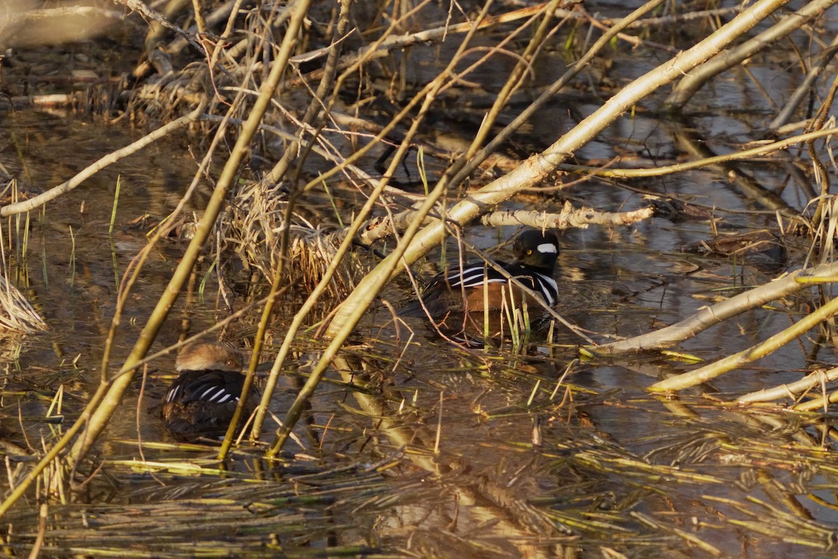 Hooded Merganser - ML618088535