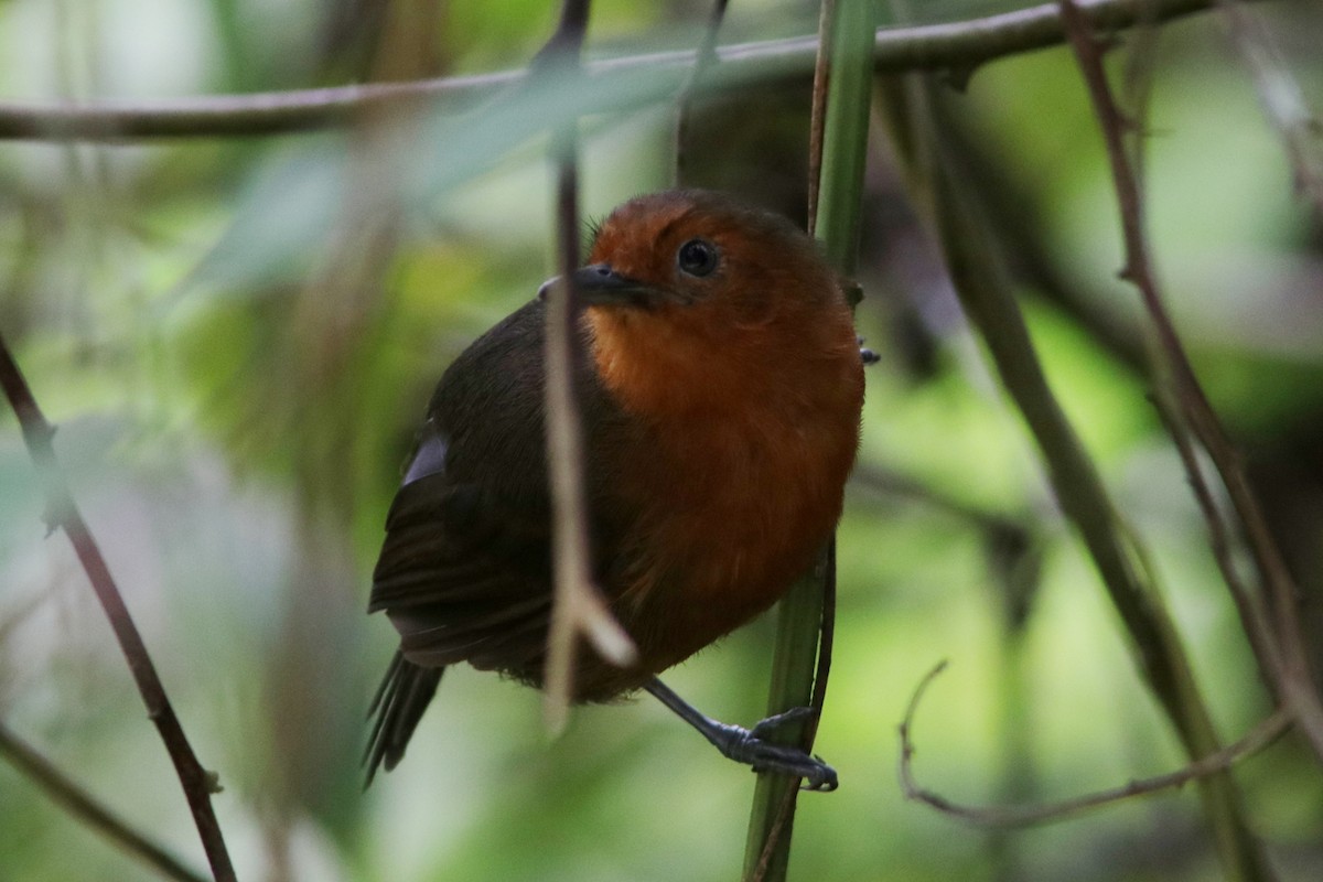 Blackish Antbird - Richard Dunn