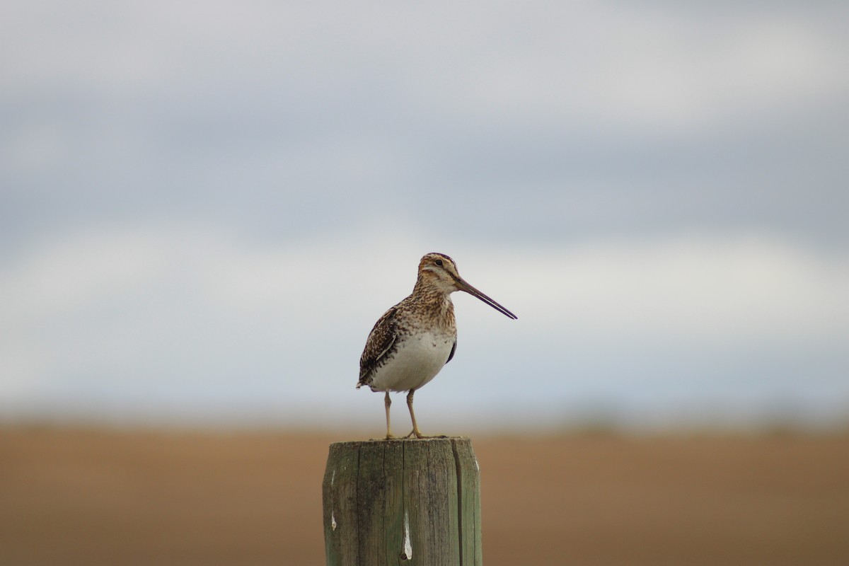 Wilson's Snipe - Shaina French