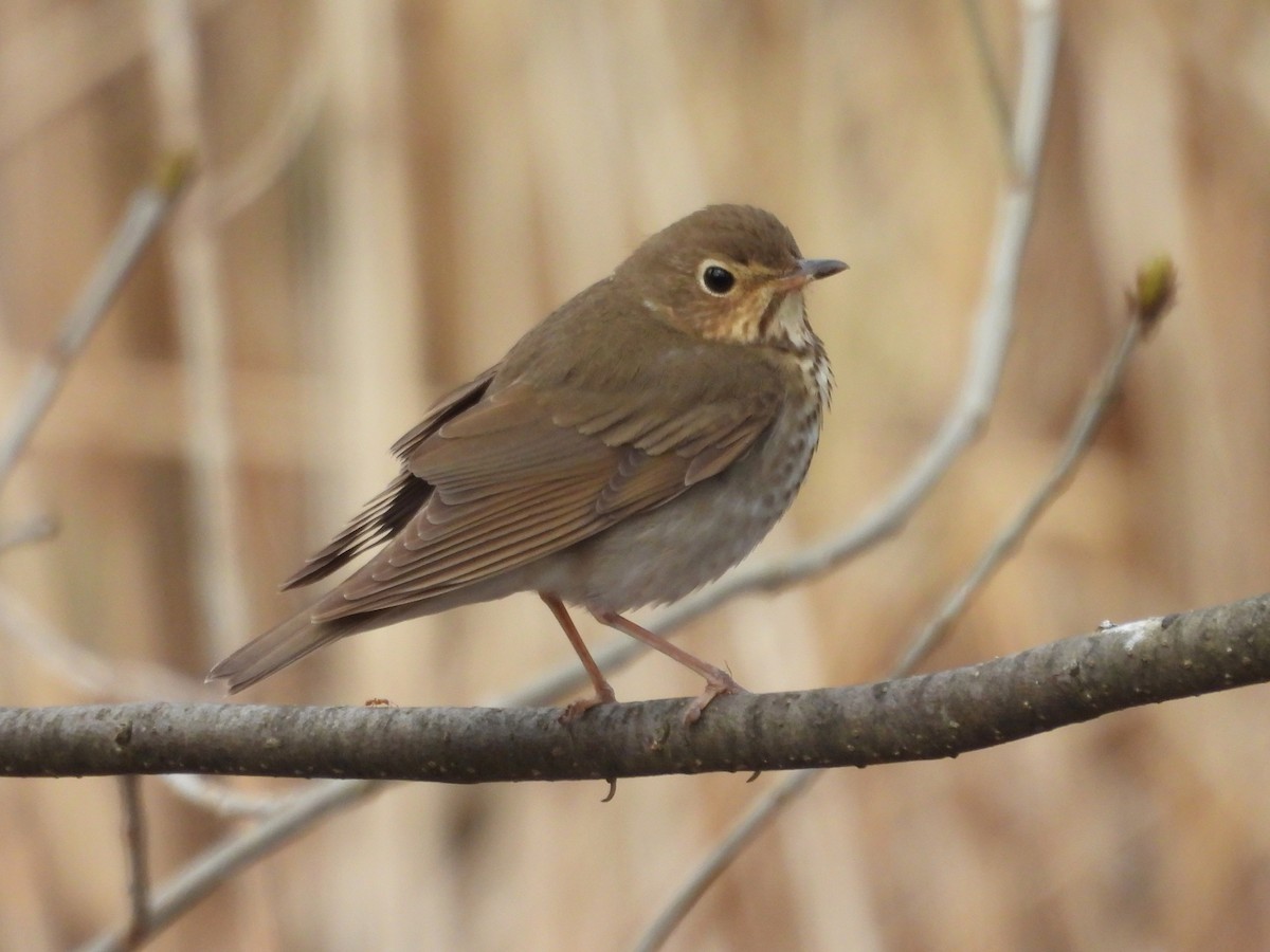 Swainson's Thrush - Kevin Seymour