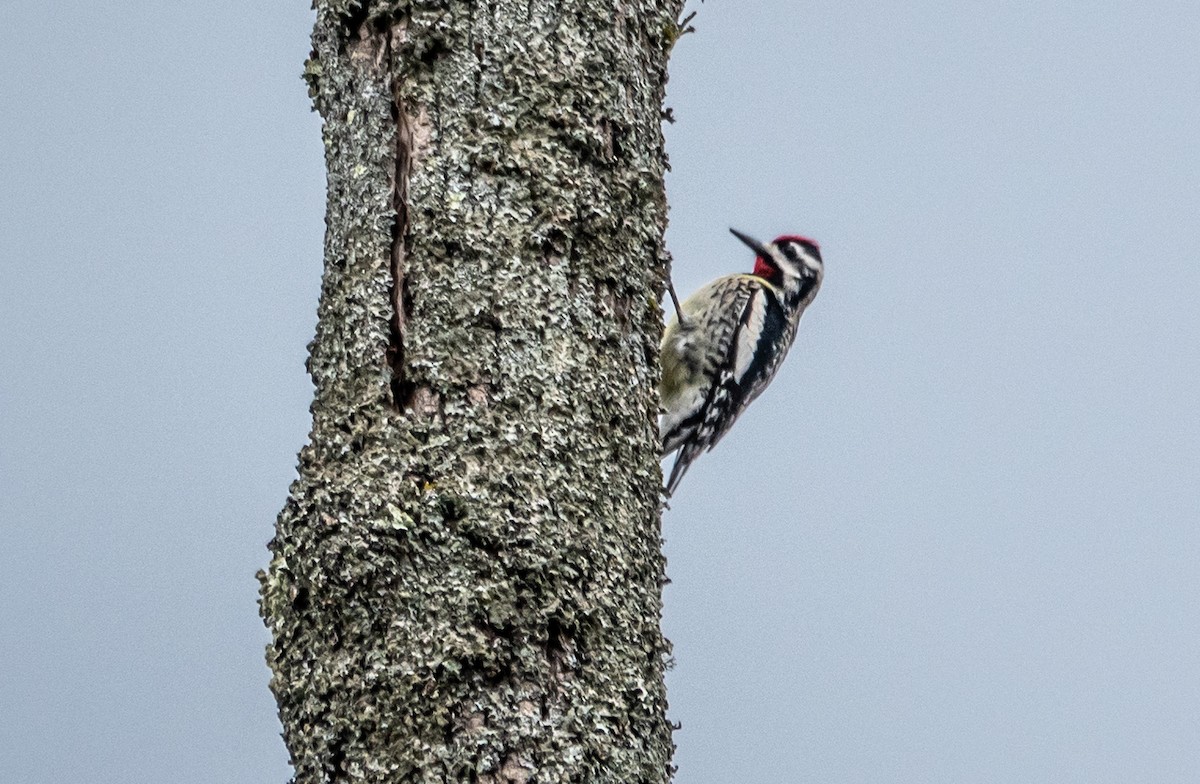 Yellow-bellied Sapsucker - Gale VerHague