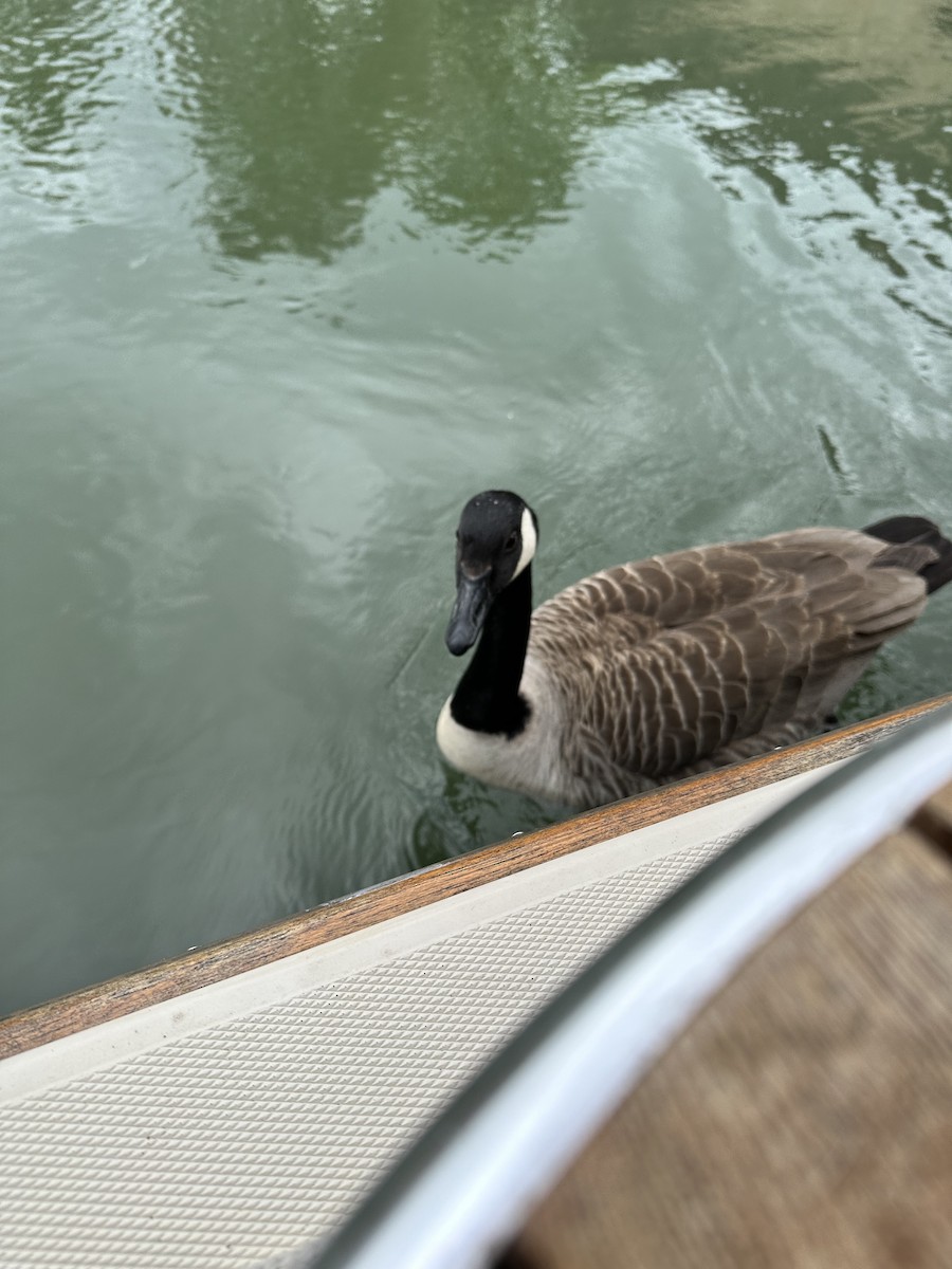 Canada Goose - Emily Becker