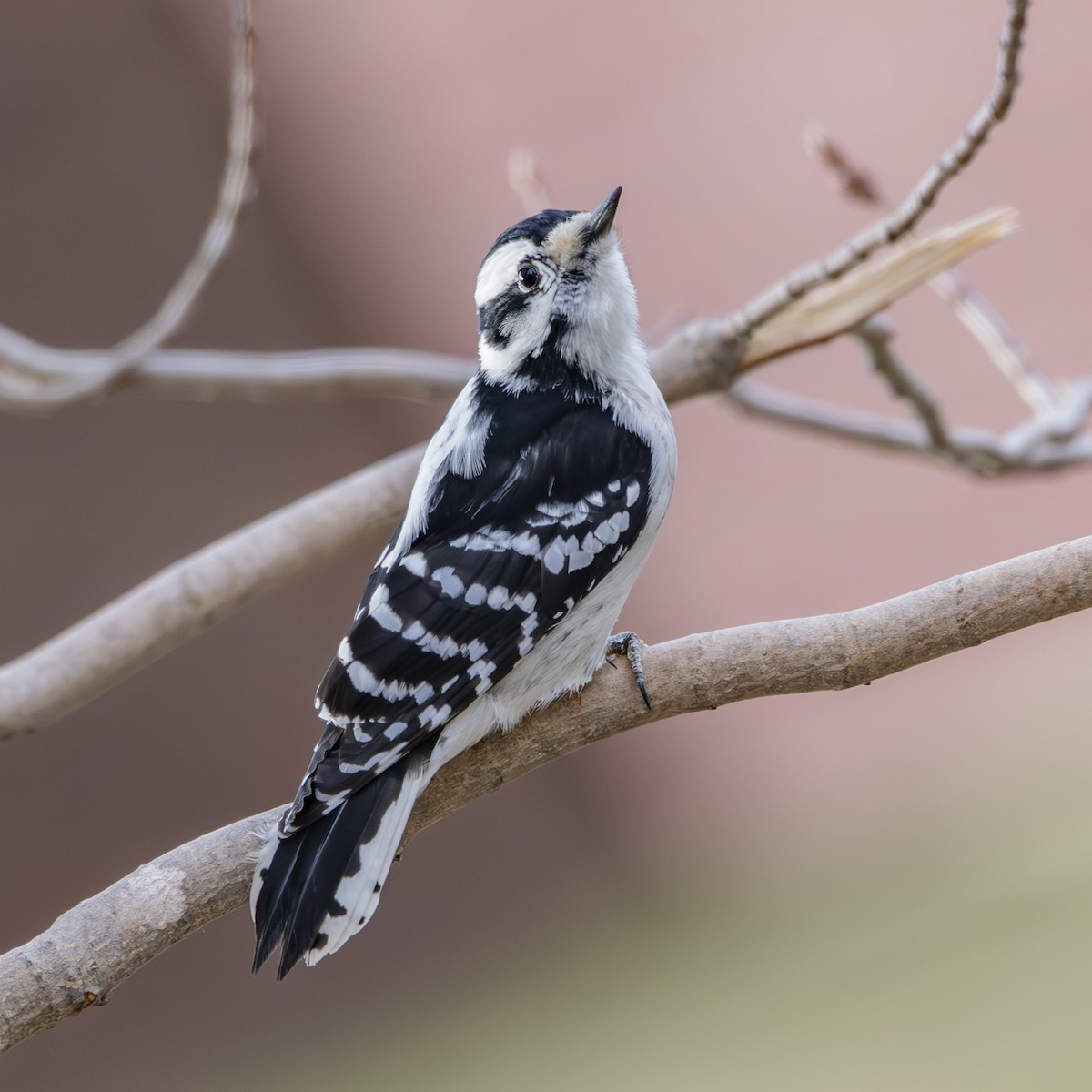 Downy Woodpecker - Albert Picard