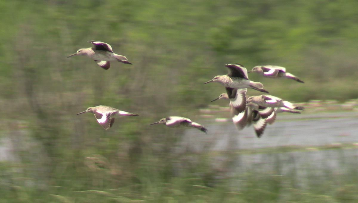 Willet - Jeffrey Harris