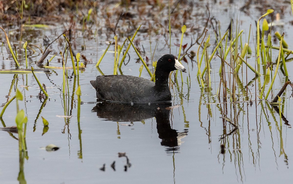 American Coot - ML618088595